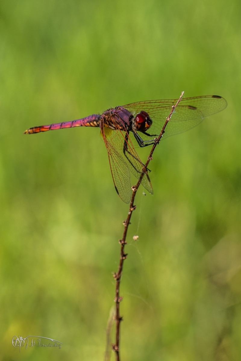 44769111212_d334cbf2c7_o