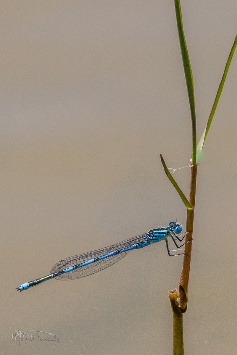 44770380222_a923e71c6d_o