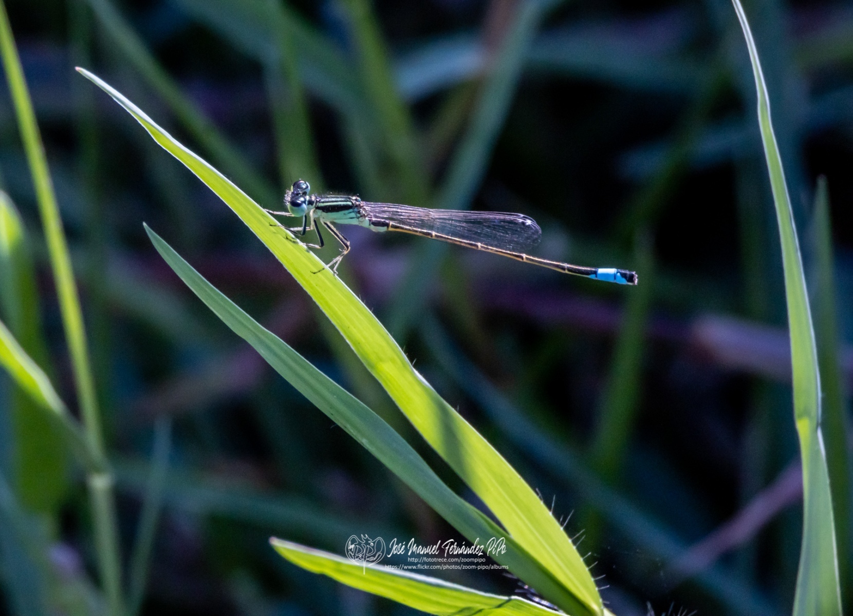 48692072656_117e94bf98_o