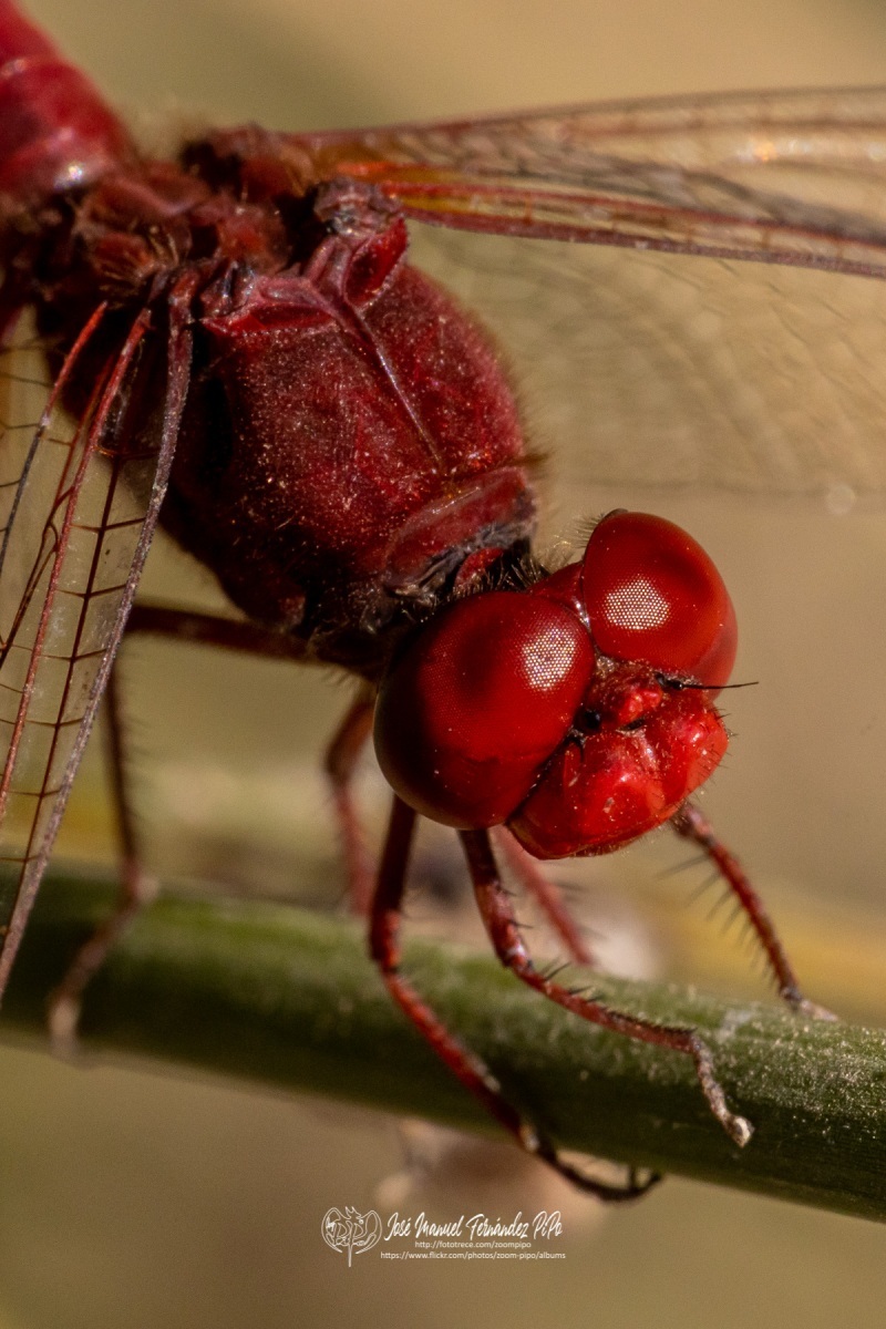 48697667077_38c27dd2e4_o