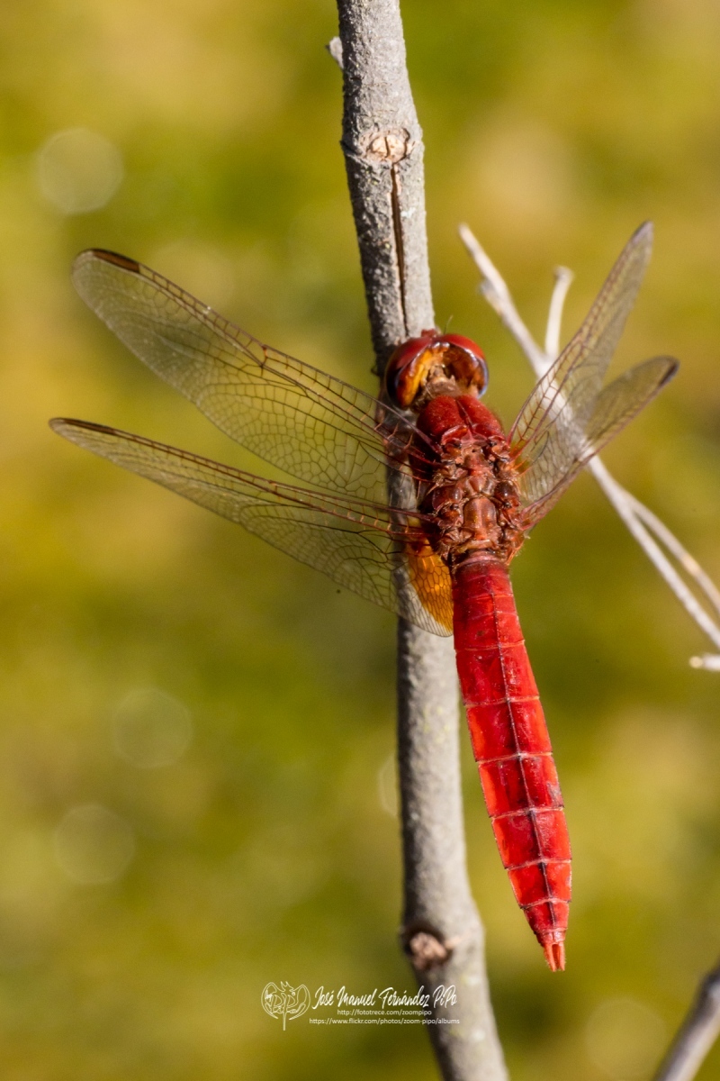 48715060558_01efe3f89f_o