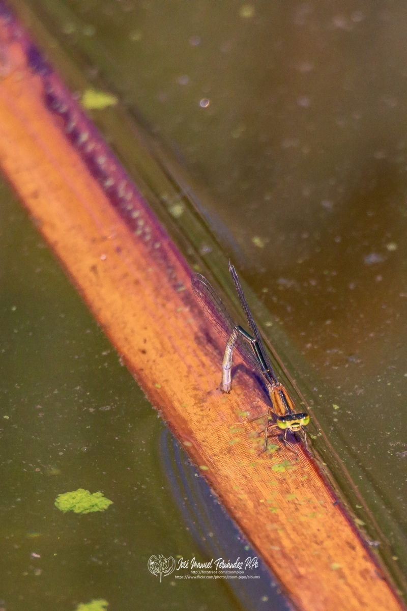 49222129276_859f30be28_o