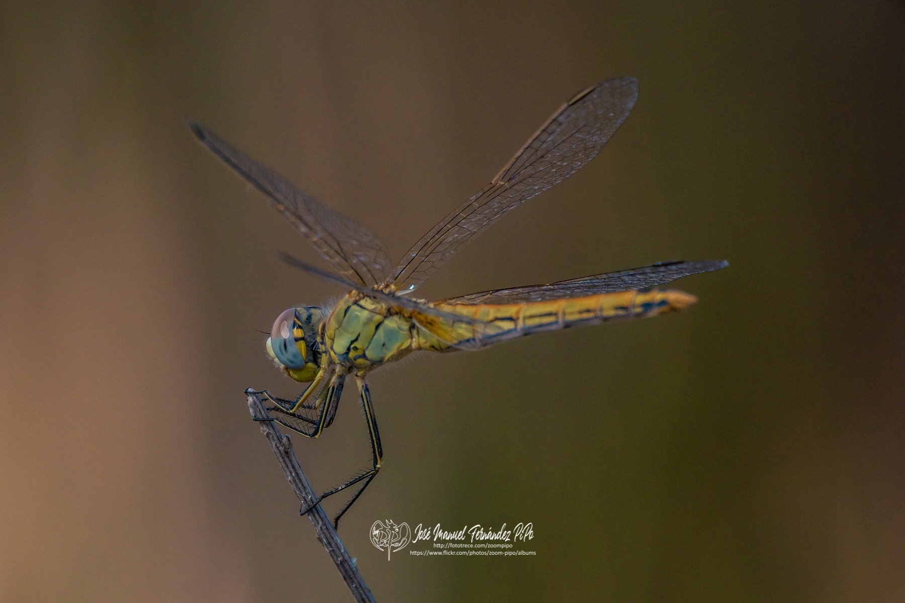 49222129361_eab0f272d0_o