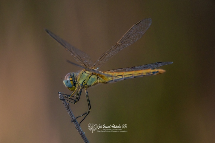 49222129361_eab0f272d0_o