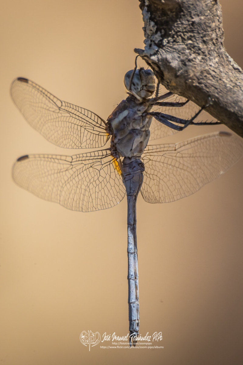 50258319796_d5ffd7e52a_o