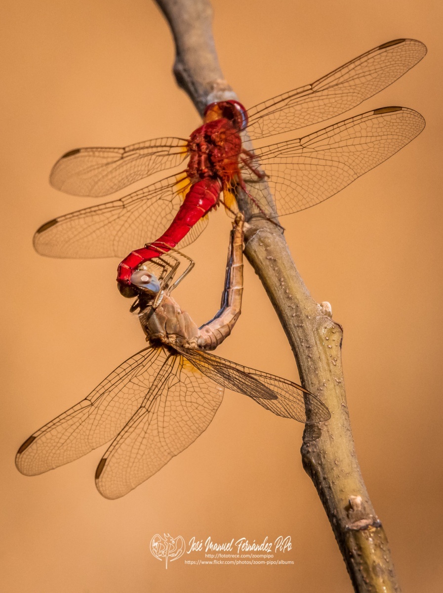 50290302671_0da69c99c0_o