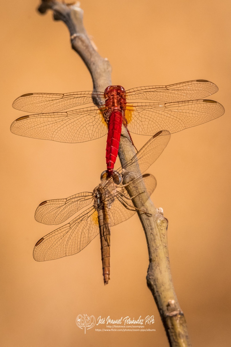 50290302726_8b7bee1302_o