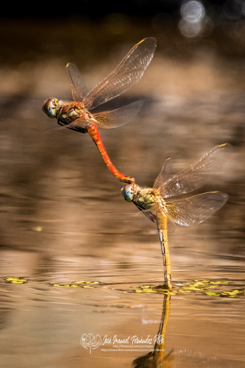 50320512487_4787885cc8_o