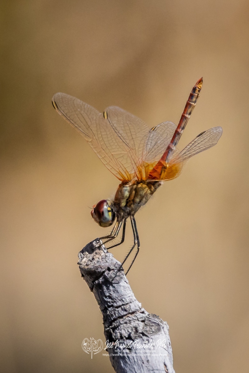 50356807581_10b7ac8f00_o