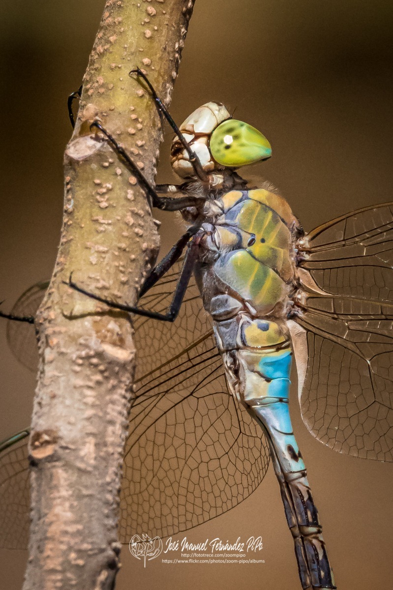 50359708678_fe2de70aa6_o