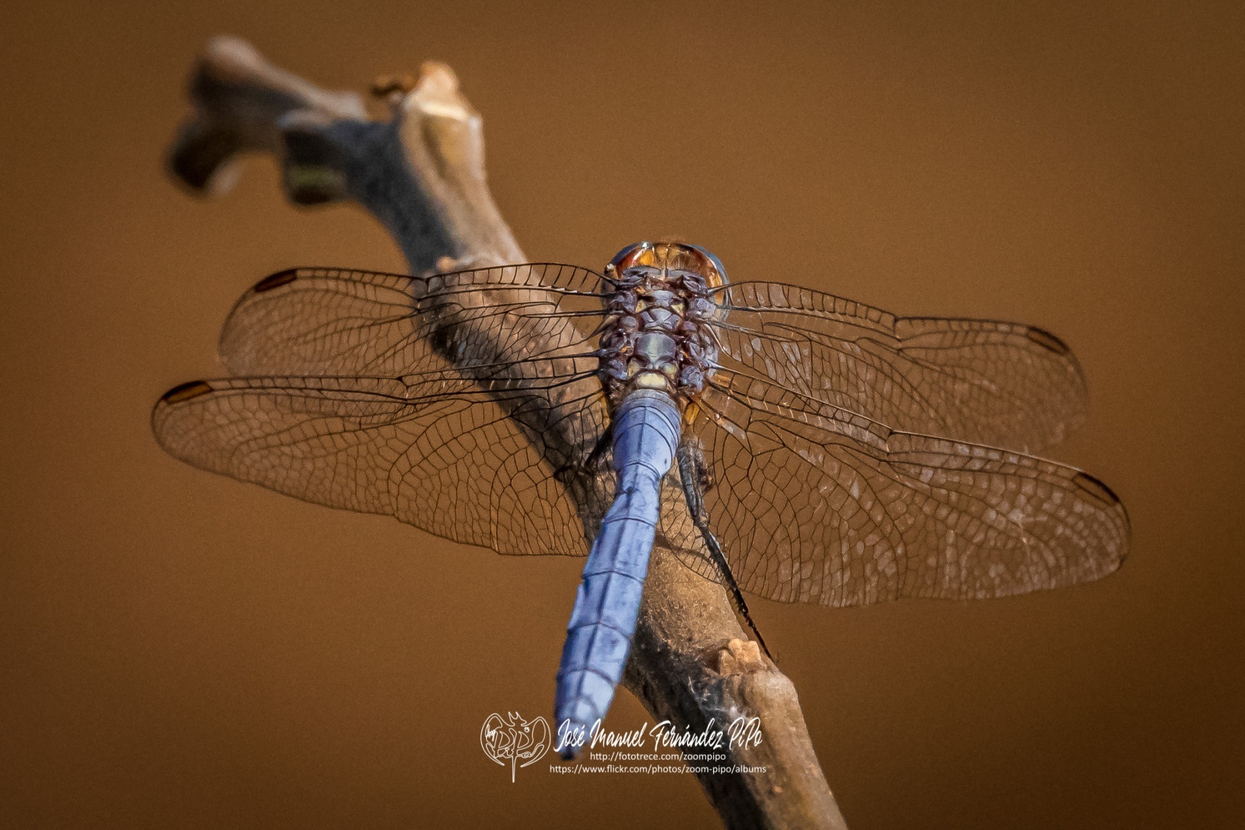 50405358297_c7afbe1367_o