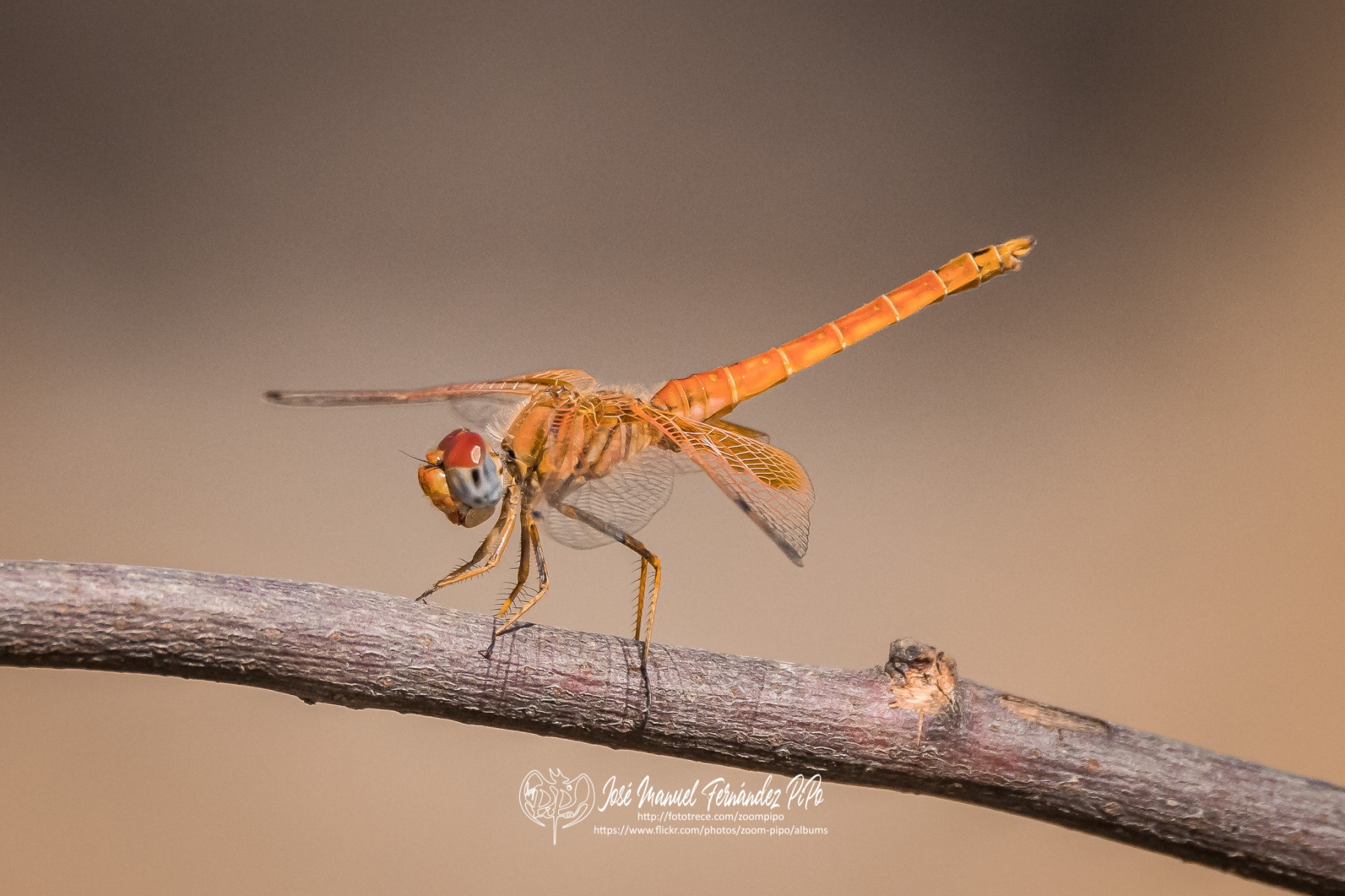 50433252481_6abb2fbe59_o