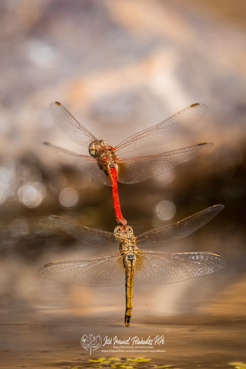 50718152718_0d4b0f3565_o