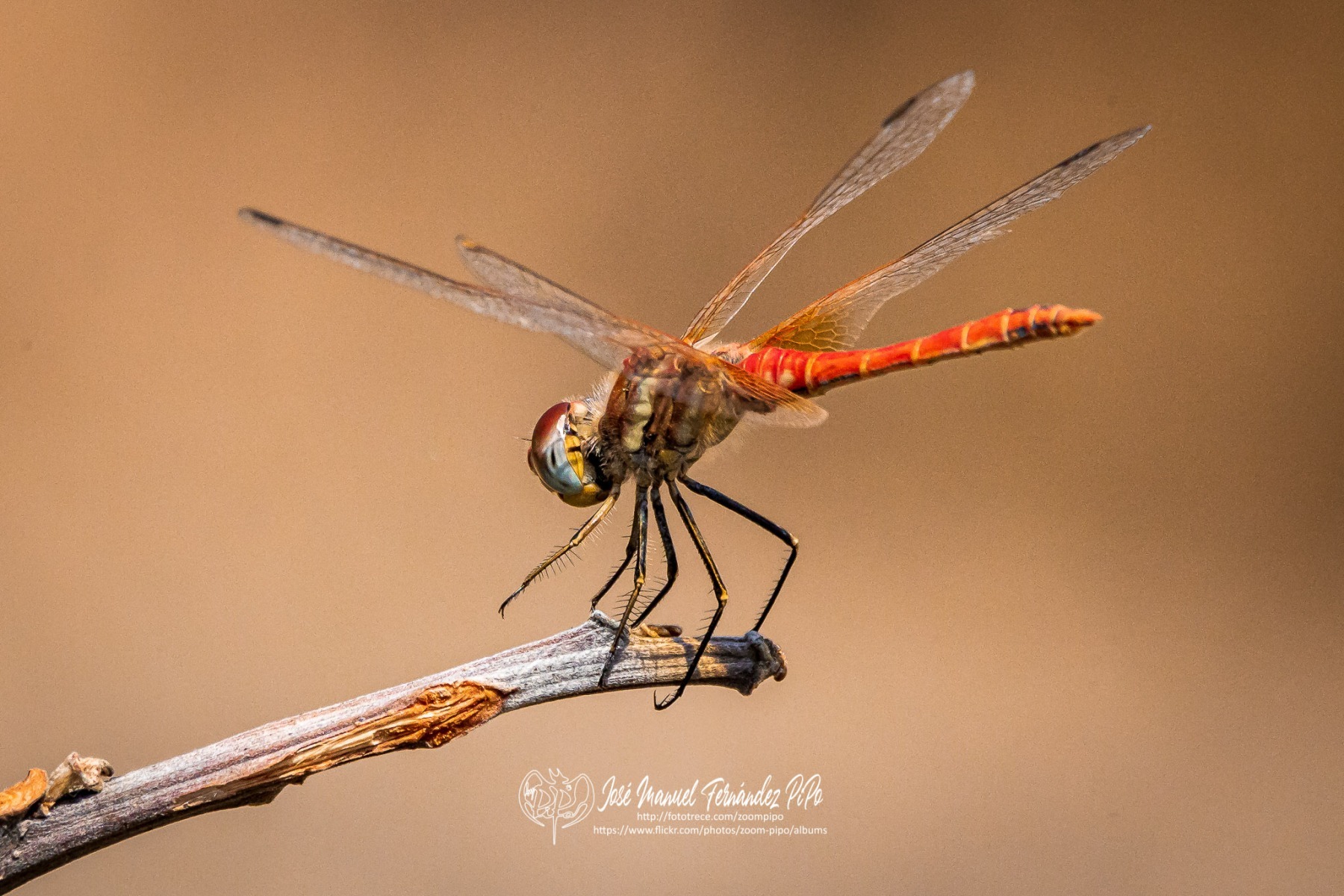 50718972557_cef42f1e5a_o