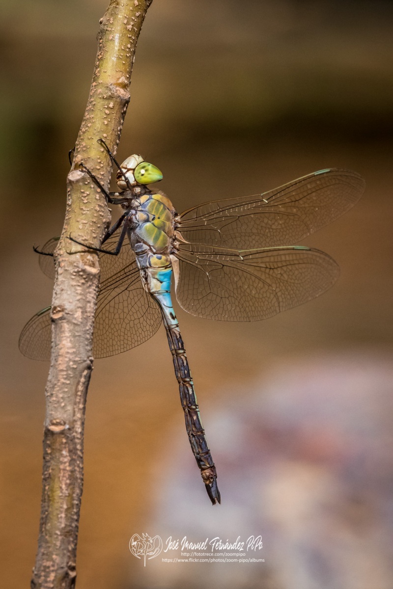 50738969443_48af5e8873_o