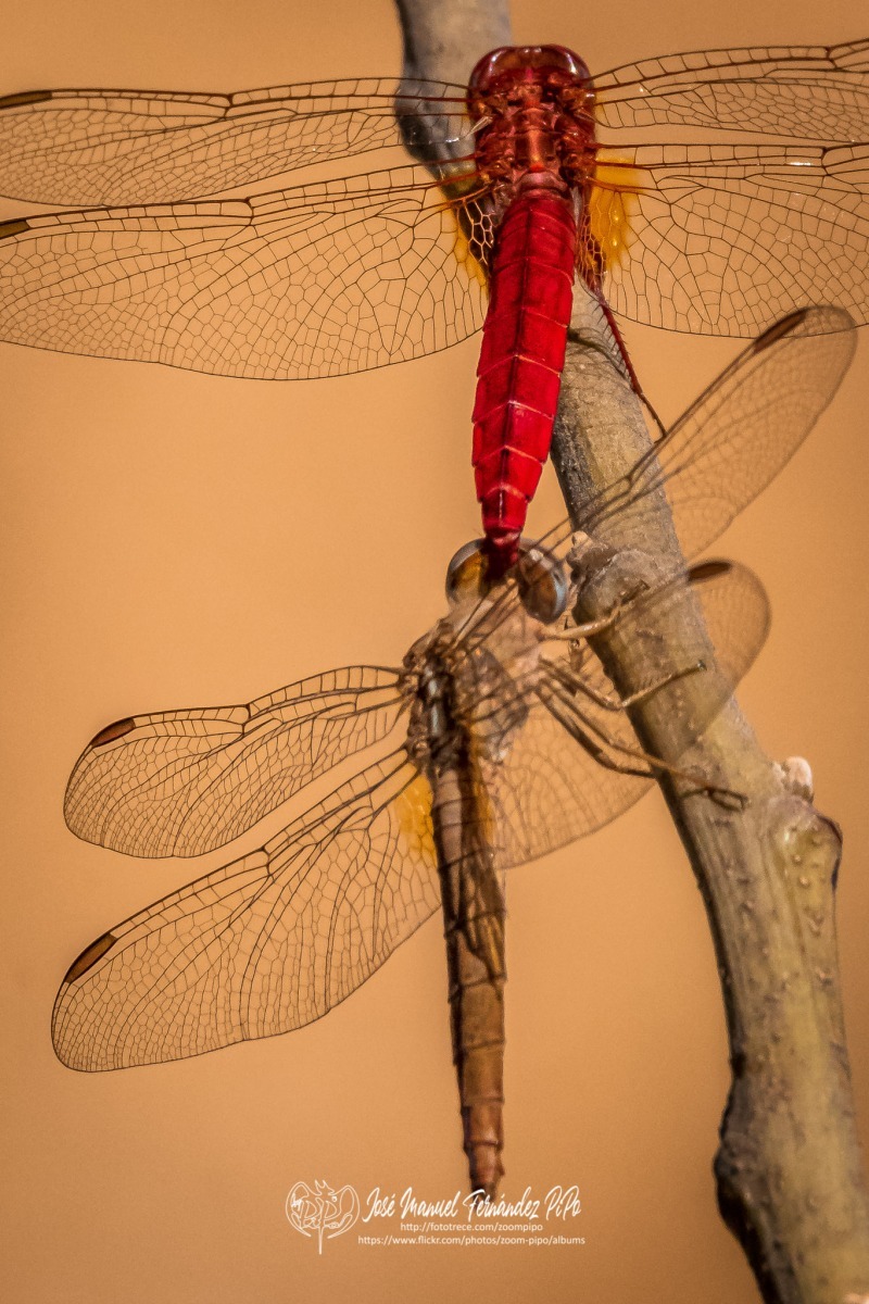 50738969548_d29101d93d_o