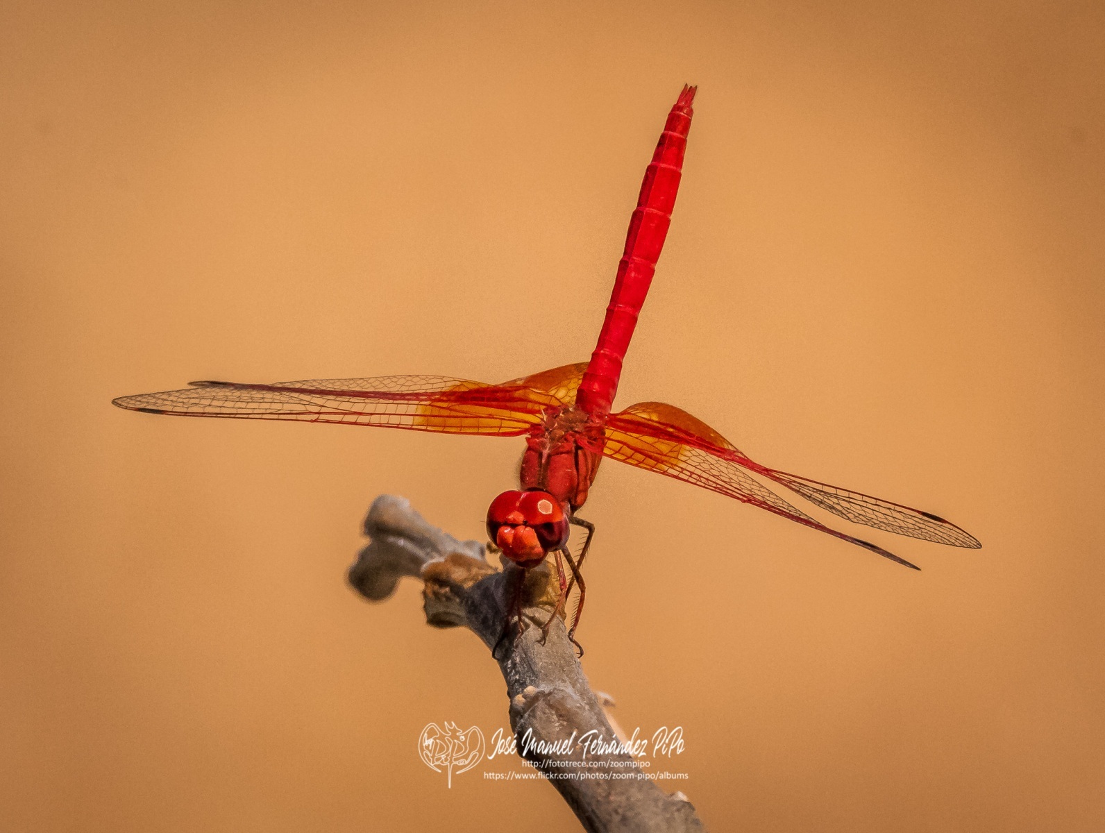 50739706691_f049ed2f25_o