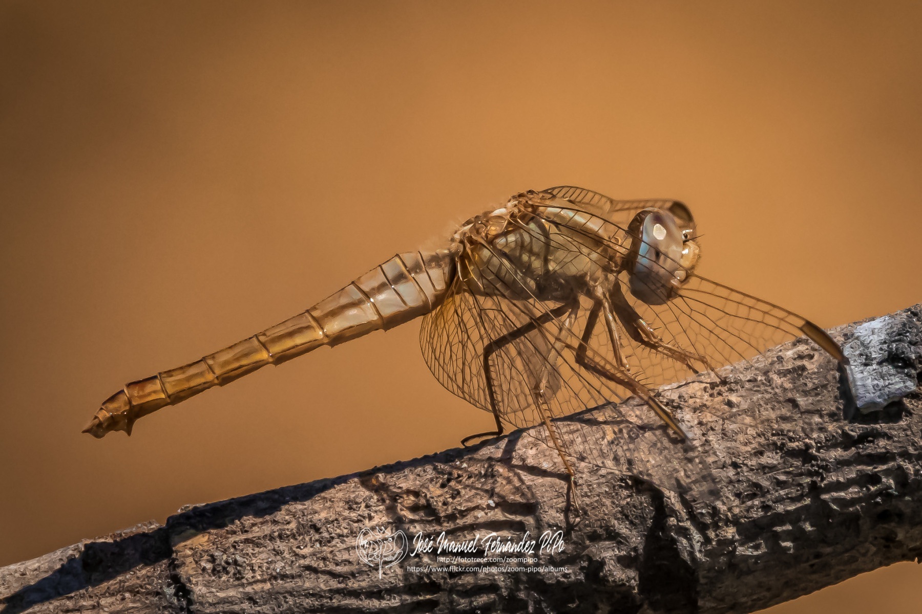 50774103803_36d5f3de0f_o