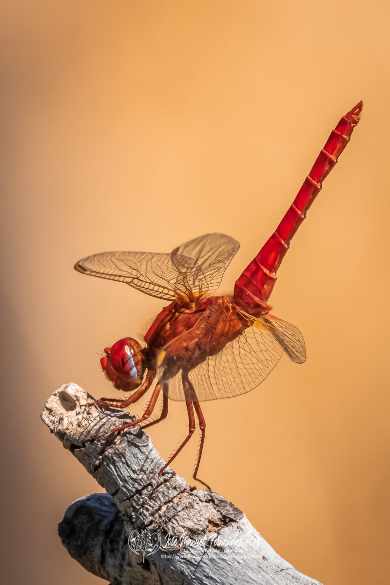 50774103908_2b5ba13534_o