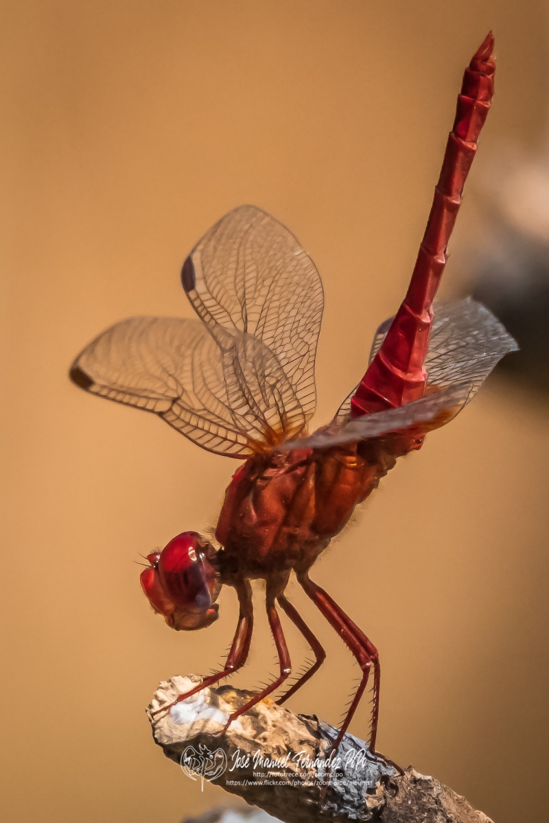 50774851281_2e32eb26ae_o