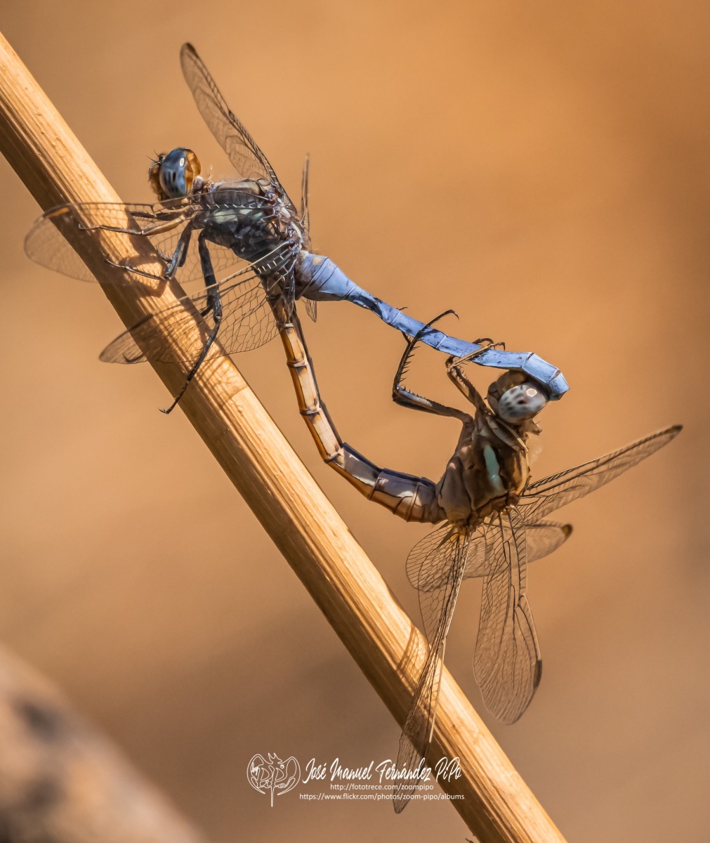 50774964667_5bf5c12f25_o