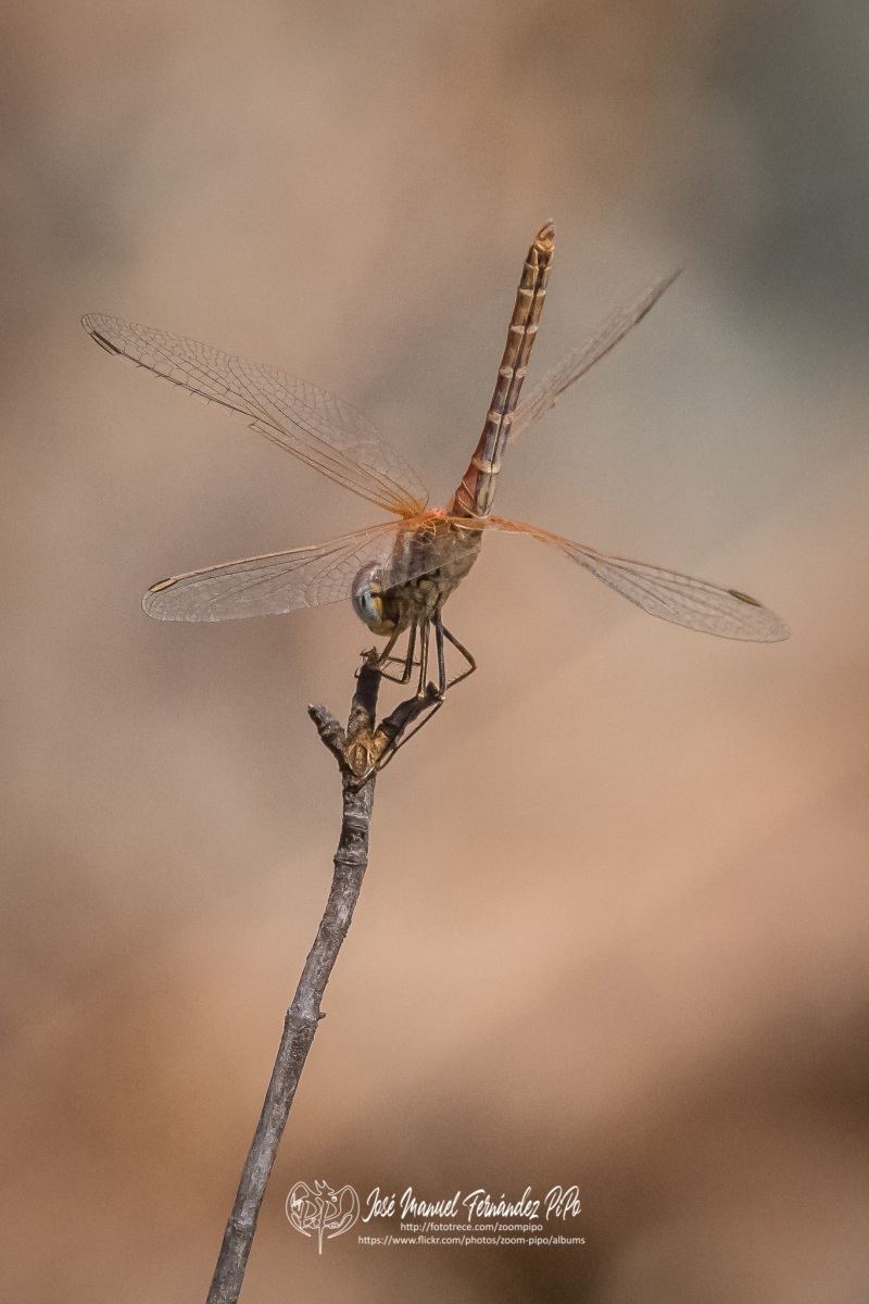 50782031288_97e1e6ea67_o