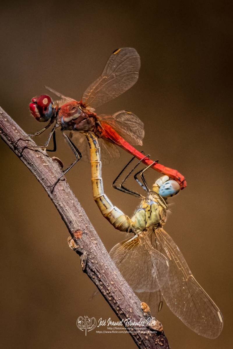 50832450447_22114cd685_o