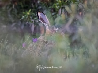 Liebre Ibérica.​ Lepus Granatensis