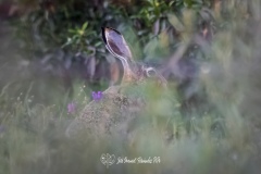 Liebre Ibérica.​ Lepus Granatensis.