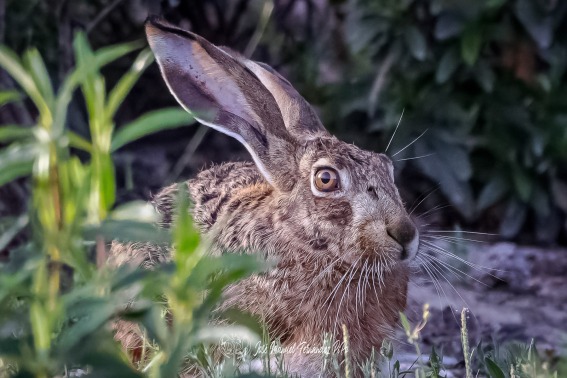 Liebre Ibérica.​ Lepus Granatensis.