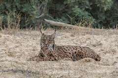 Lince Ibérico, Lynx Pardinus.