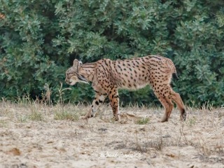 Lince Ibérico, Lynx Pardinus