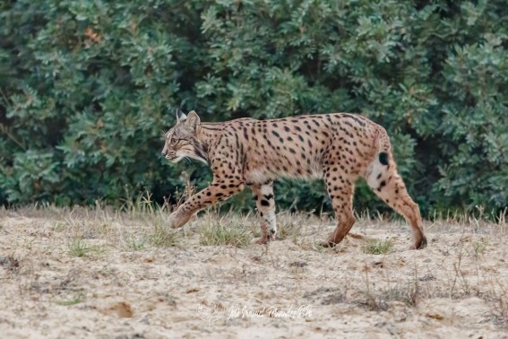 Lince Ibérico, Lynx Pardinus.