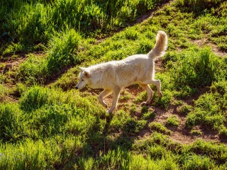Lobo Blanco. Canis Lupus Arctos