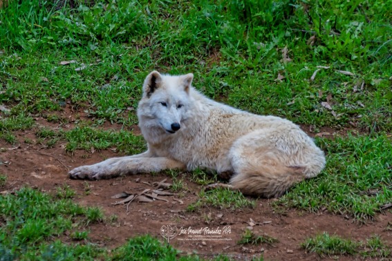 Lobo Blanco. Canis Lupus Arctos.