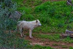 Lobo Blanco. Canis Lupus Arctos.