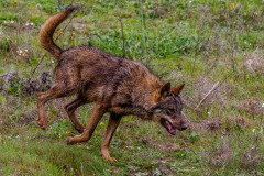 Lobo Iberico. Canis Lupus Signatus.