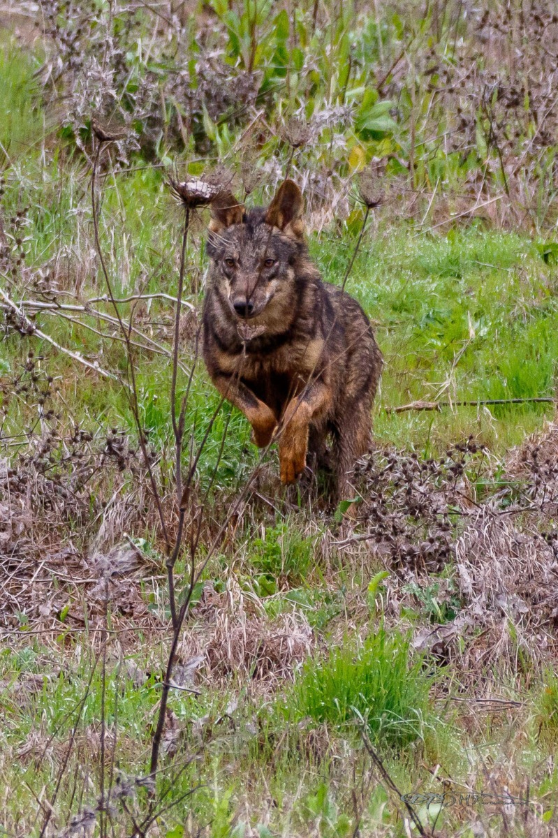 26004687327_c2aa09ef90_or