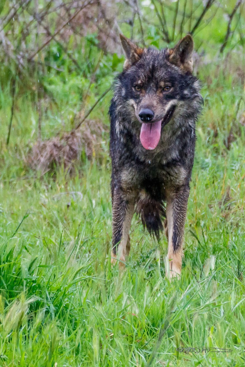 26004695177_2271172a1f_or