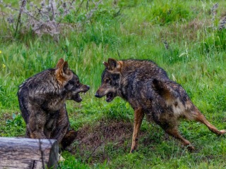 Lobo Iberico. Canis Lupus Signatus