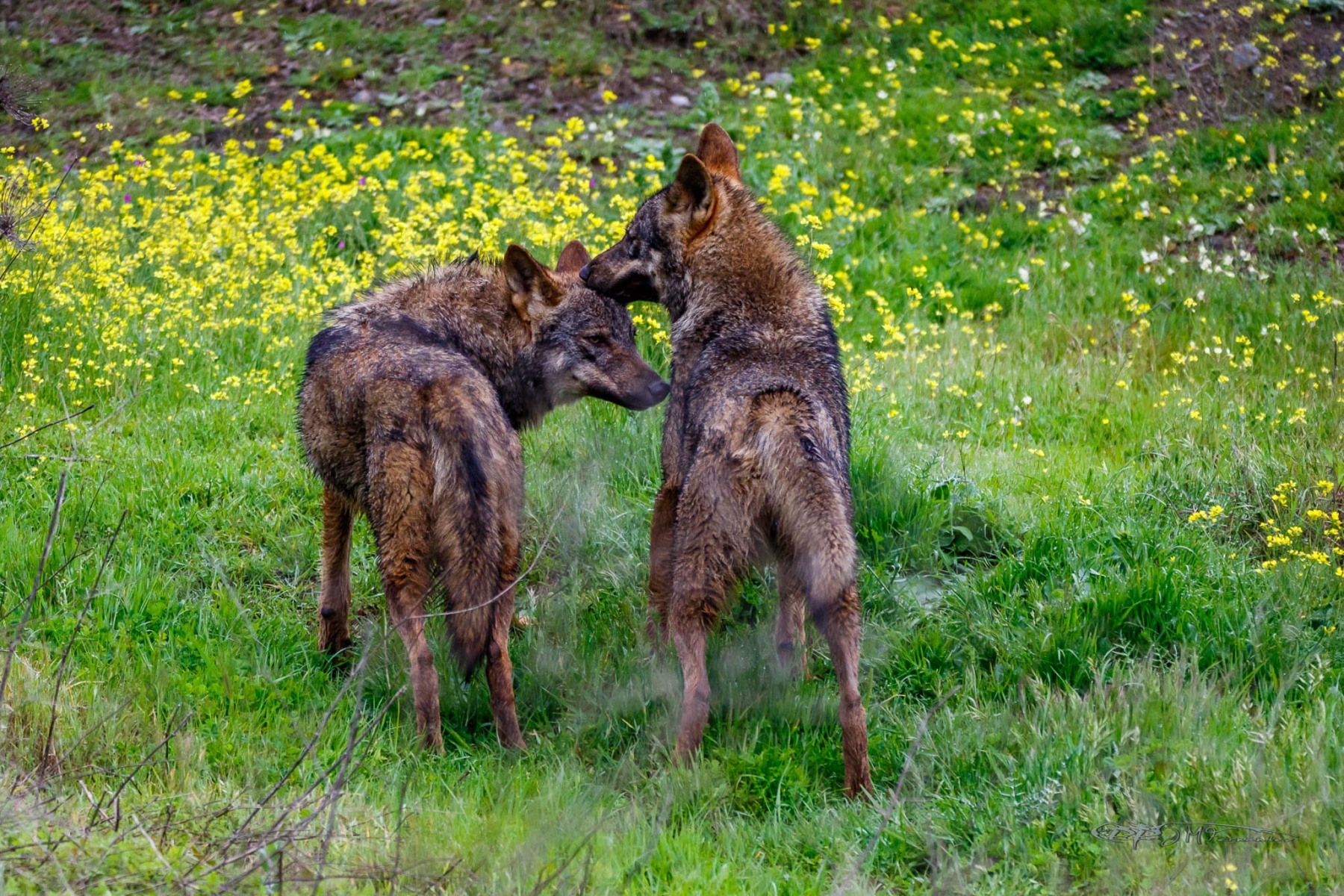 26004697537_b90975ace4_or