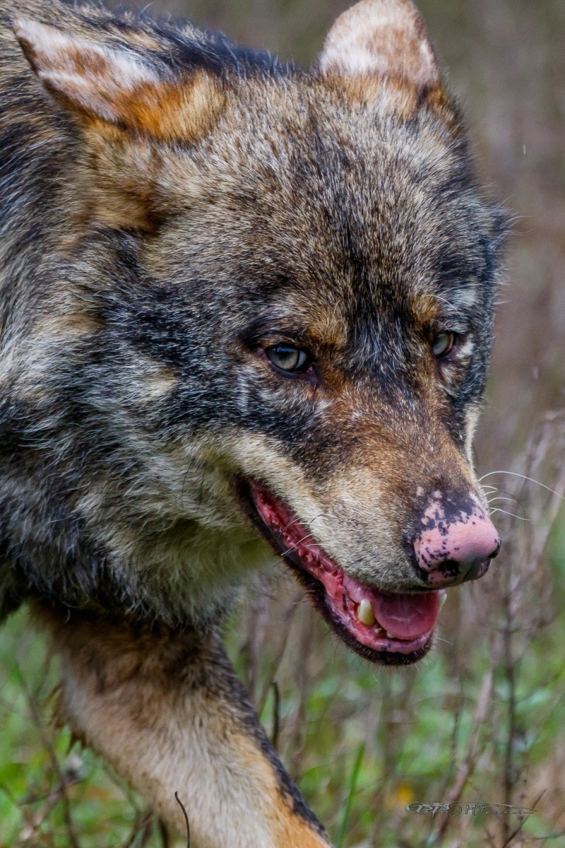 26004698497_6e8ea8241f_or