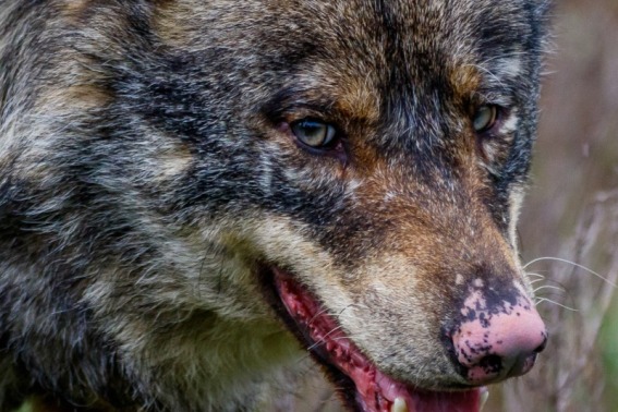Lobo Iberico. Canis Lupus Signatus.