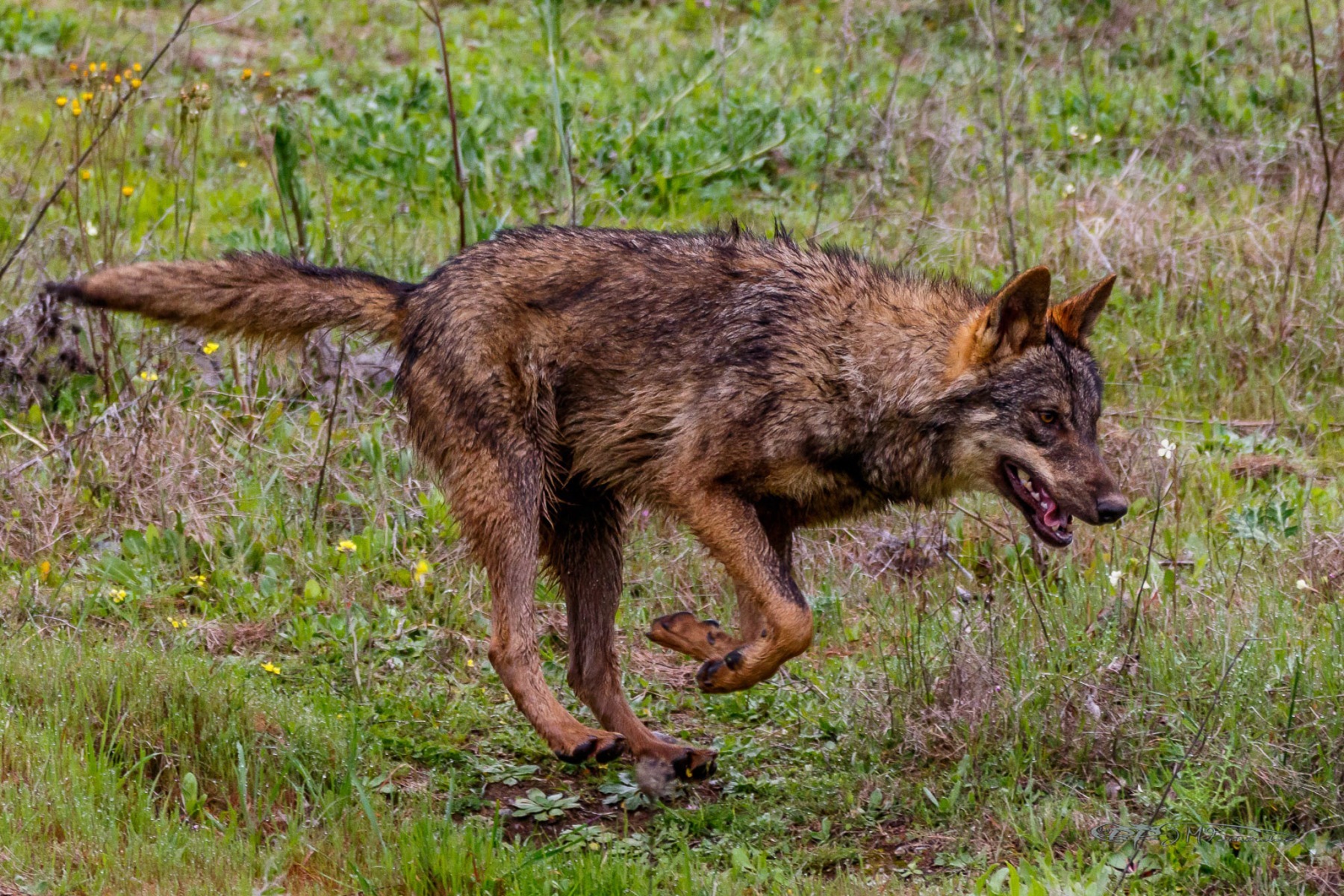 39067146410_3089dafe77_or