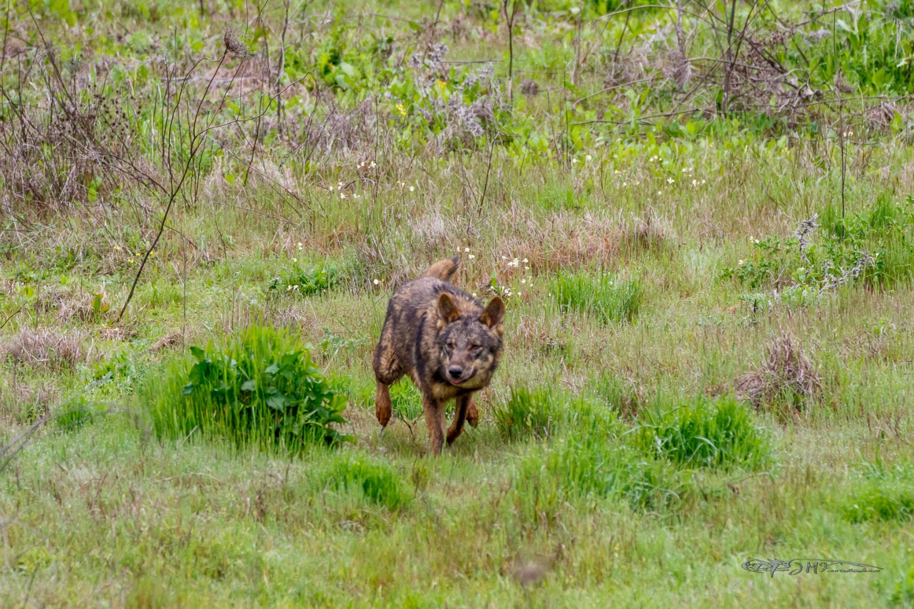 39067146820_45db41d7f4_or