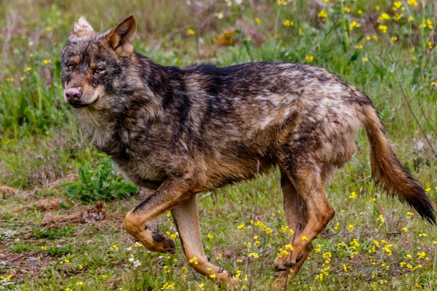 39067147320_35f4de03f2_or