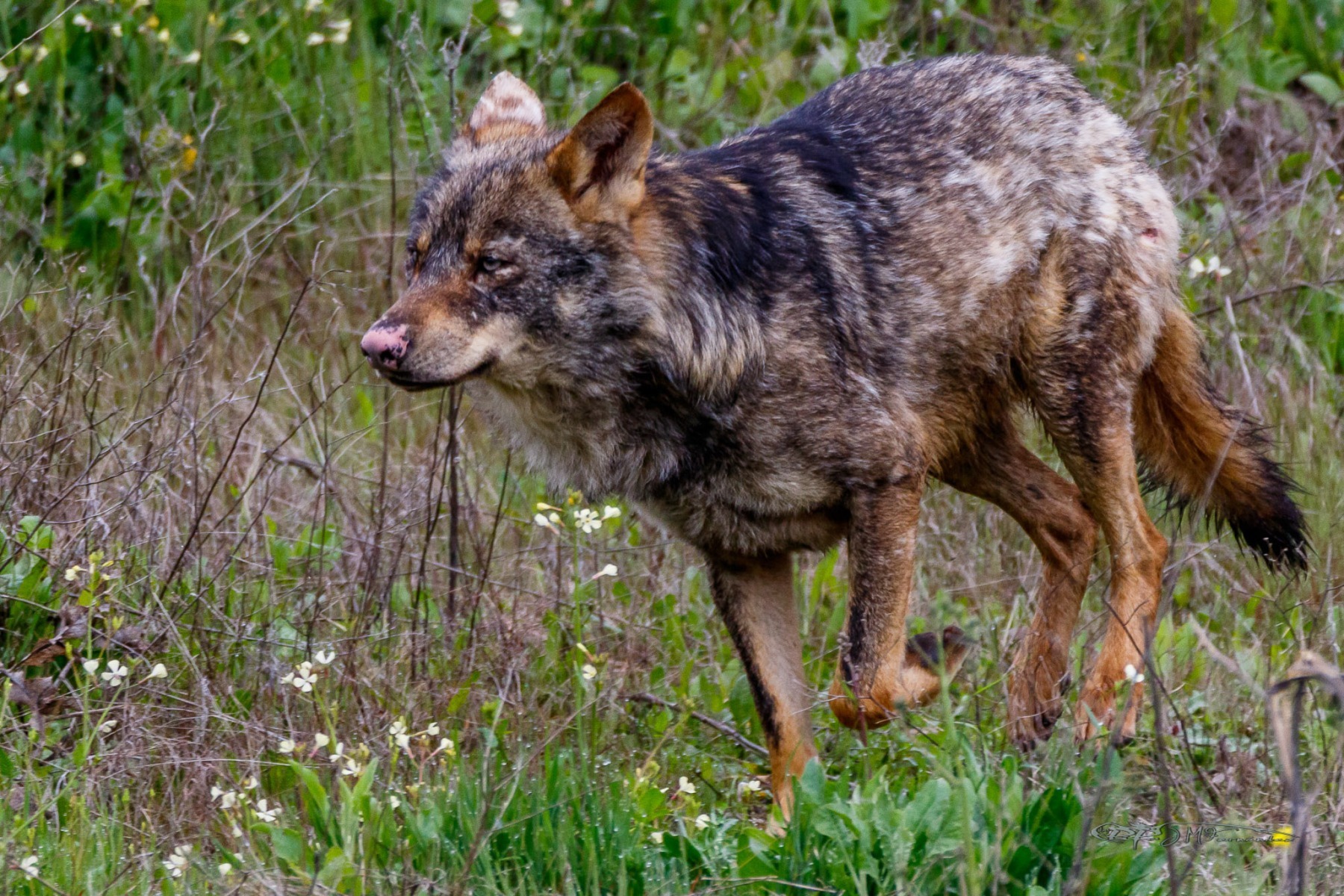 39067147430_0bf7123a7c_or