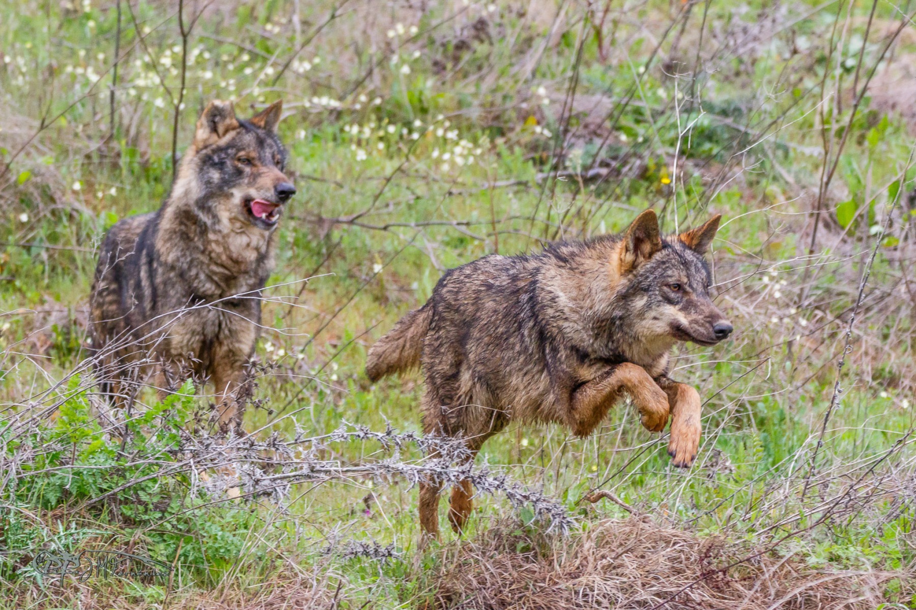 39973305265_a1f18f9821_or