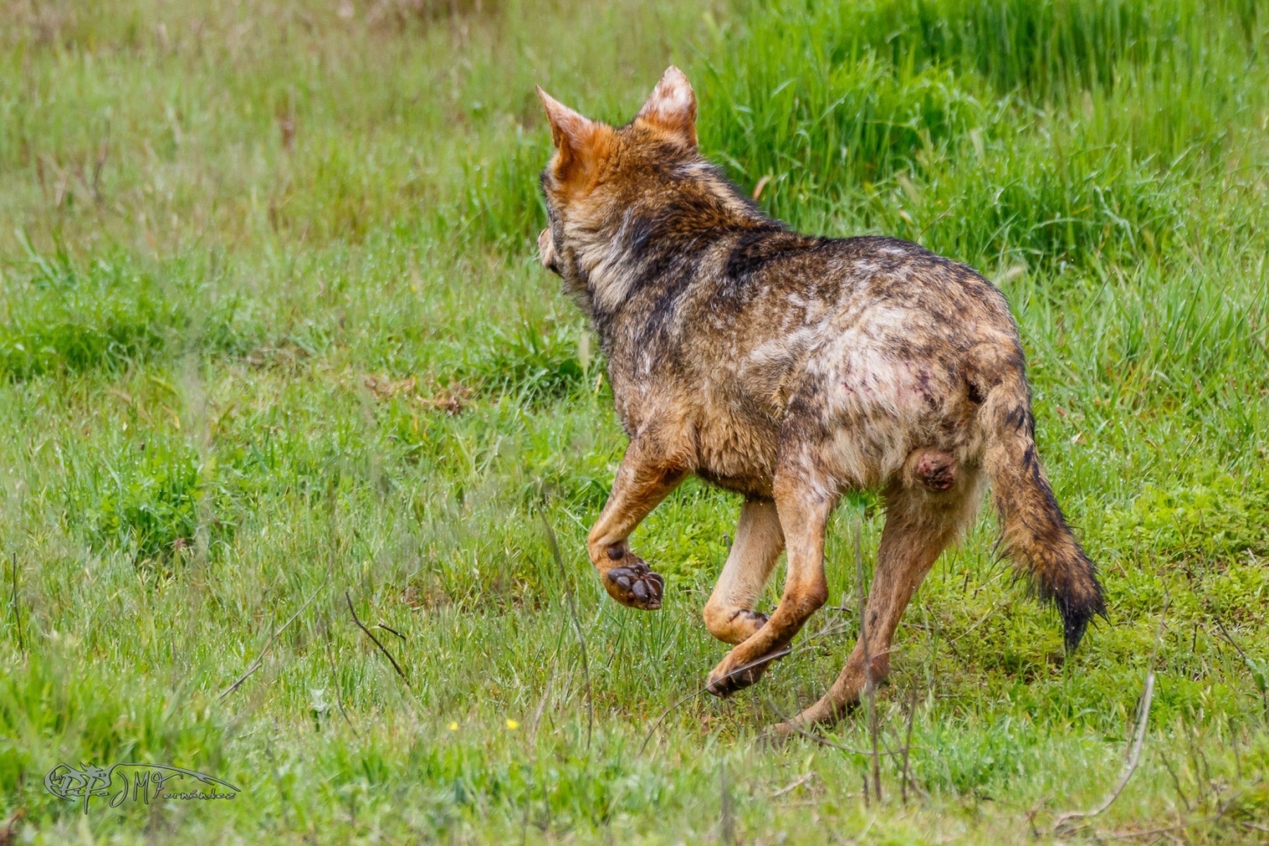 39973305475_f937b83c79_or