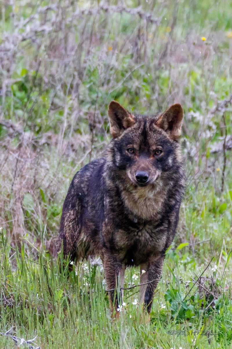 39983043575_9181e2816d_or